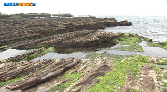馬崗潮間帶3.馬崗潮間帶常見藻類